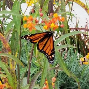 Meet your Posher, Marisela